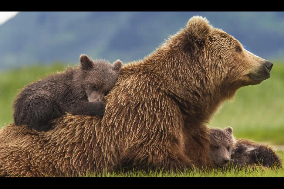 Xem phim Bears - Rổ phim